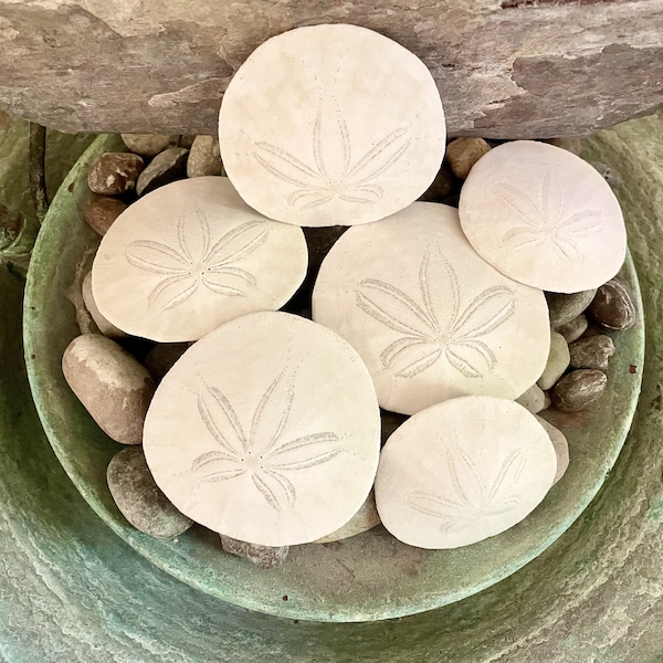 Sand Dollar Painting Etsy