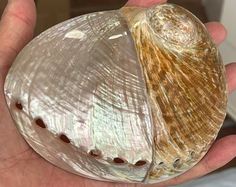Gepolijste abaloneschelp, halve witte iriserende schelp, smudgekom (5 inch), E103