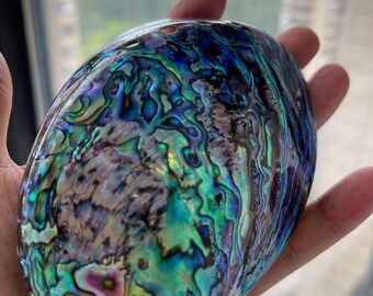 研磨された大きなアワビの貝殻 4.3-5.1 インチ/11-13 cm、貝殻、海岸の