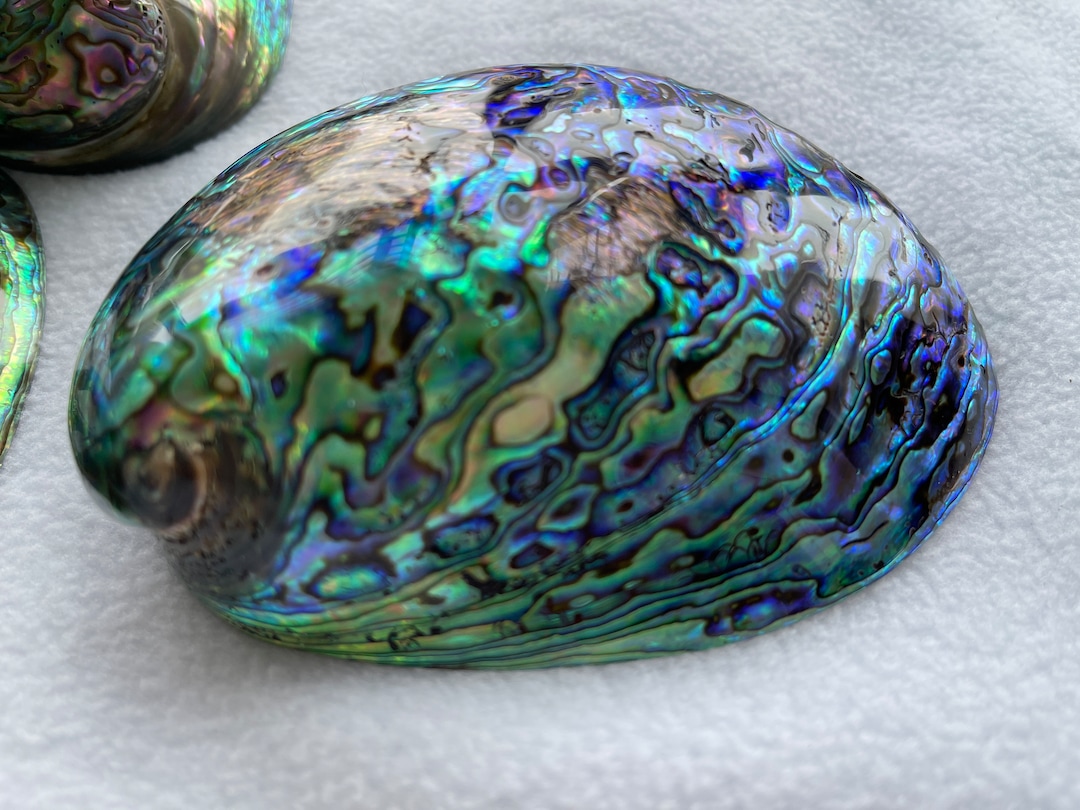 あわび　貝殻　約17×13㎝ il_1080xN.5055108756_qxmj.jpg