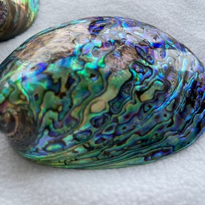 Polished Abalone shell 4.3-5.1inch/11-13cm, Seashell, Coastal Decoration, Beach House Decoration, Paua Shell, E012