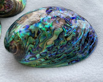 Polished Abalone shell 4.3-5.1inch/11-13cm, Seashell, Coastal Decoration, Beach House Decoration, Paua Shell, E012