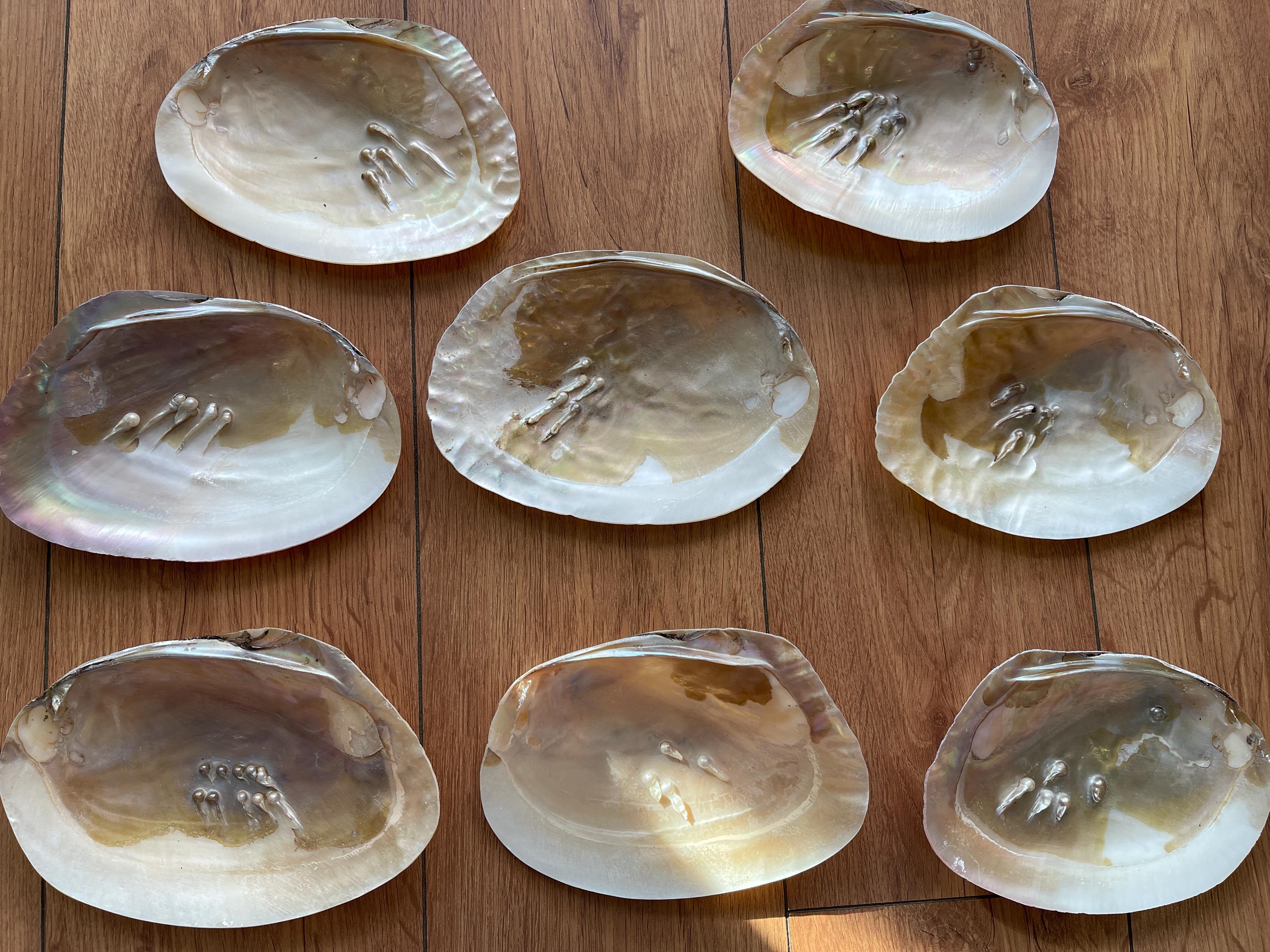 Mother of Pearl Shell With Freshwater Pearls (5 Inch/13cm+), E084