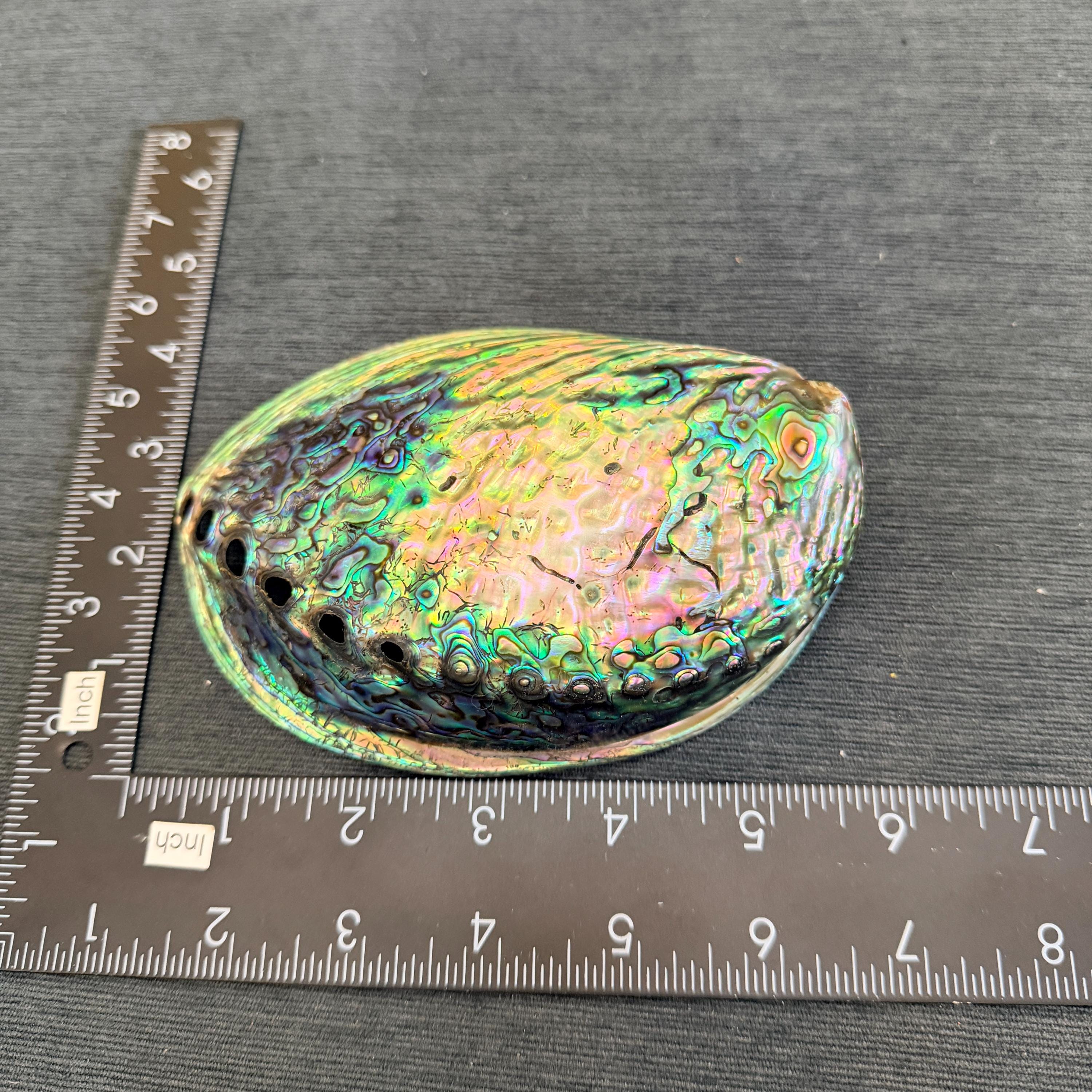 研磨されたアワビの貝殻、海岸ビーチ装飾（4.3～5.1インチ）、E012