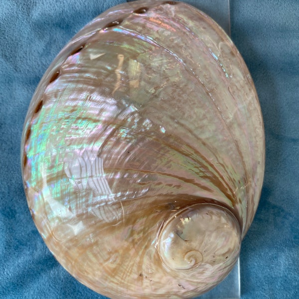 Polished White Abalone shell 5inch/ 13cm, Seashell,  Coastal Decoration , Table Decor , smudge bowl for holding smudge sticks, E048