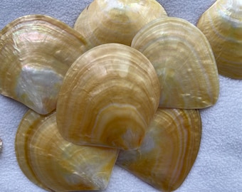 AAA 9 cm + nacre naturelle, coquille jaune, huître de Tahiti, coquille polie à la main, coquille d'huître dorée, E040