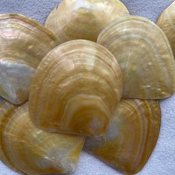 AAA 3.5inch/9cm+ Gold Mother of Pearl Shell Natural cut, Yellow Shell, Tahitian Oyster, Hand Polished shell, Gold Oyster Shell, E040