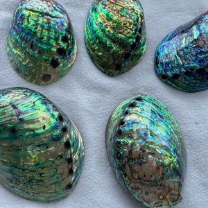 Polished Large Abalone Shell 4.3-5.1inch/11-13cm, Seashell, Coastal ...