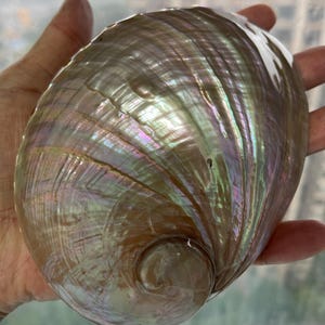 Könnte beinhalten: Eine große, irisierende Abalone-Schale mit einem perlmuttartigen, opaleszierenden Finish. Die Schale hat ein tiefes, wirbelndes Muster und eine glatte, abgerundete Form.