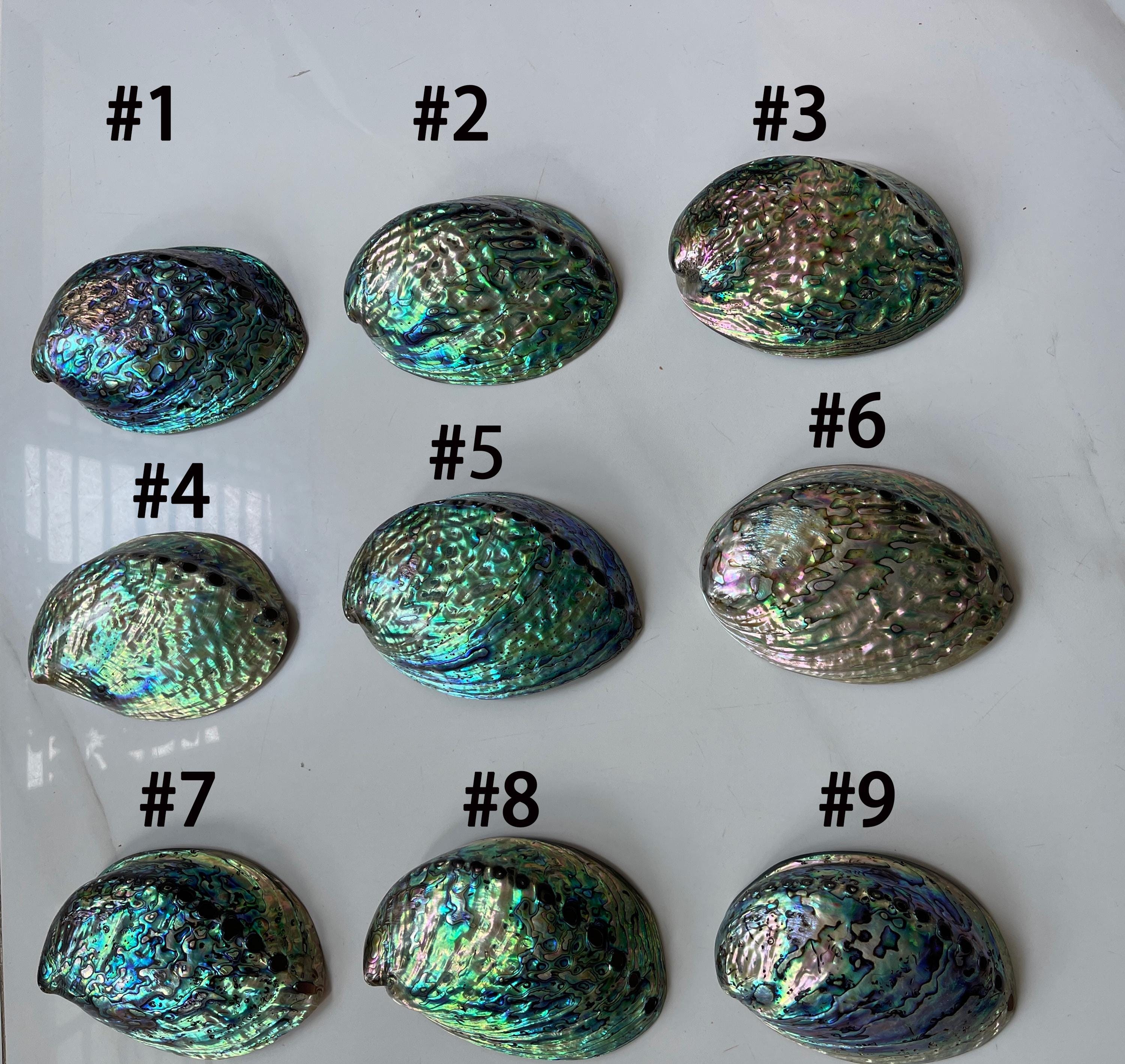 研磨された大きなアワビの貝殻 4.3-5.1 インチ/11-13 cm、貝殻、海岸の