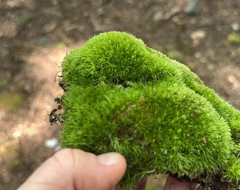 LEUCOBRYUM MOSS