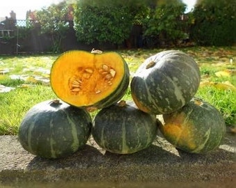 KABOCHA WINTER SQUASH Plant