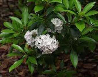 MOUNTAIN LAUREL Plants