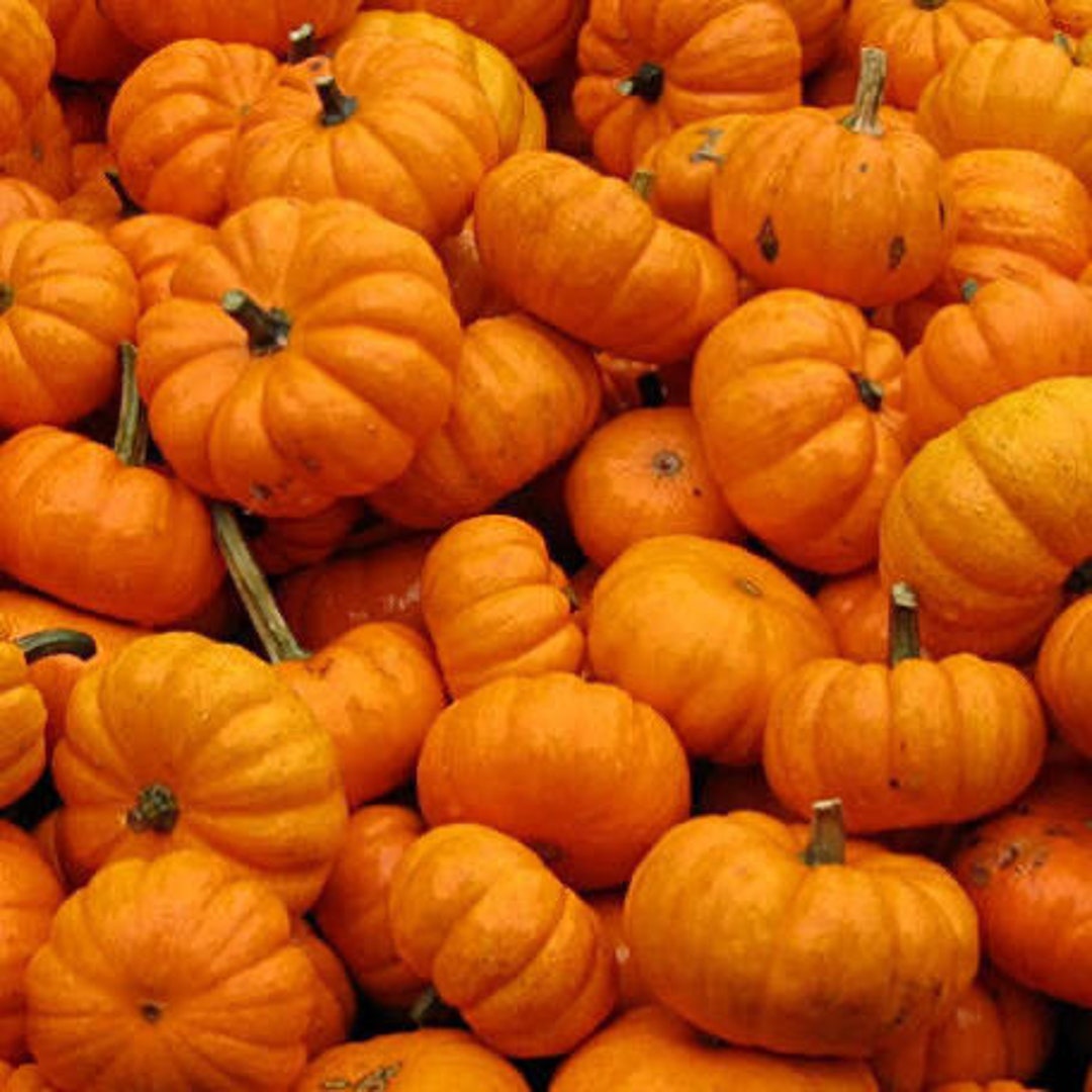 JACK BE LITTLE Pumpkin Plant Etsy jack-be-little-pumpkin-plant-etsy