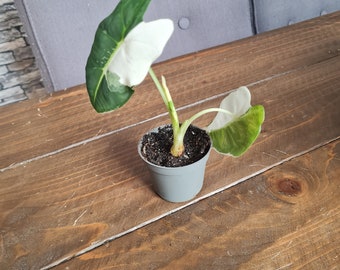 Alocasia frydek variegata