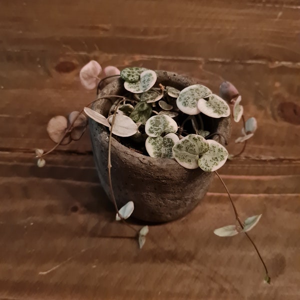 Ceropegia Woodii Variegata Chinees lantaarn plantje string of hearts