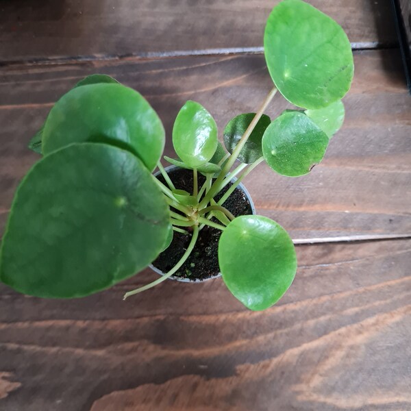 Elho pilea, chinese money planten, pannenkoekplant