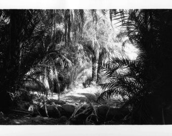 Artemisia 9.5x12 Silver Gelatin Print Photography Art Photograph Darkroom Archival Fine Art Print Handmade Signed Unframed