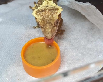 Reptile Feeding Bowls