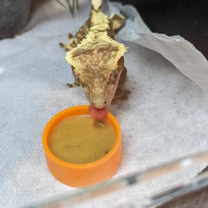 Reptile Feeding Bowls