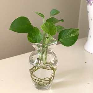 May include: A small, clear glass vase holding a green plant with round leaves. The plant is in water, and the vase sits on a white surface. Decorative flowers are in the background.