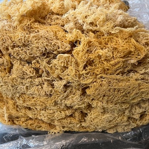 Sea Moss (raw) Gold 500g  Wildcrafted, Organic Sea Moss, Vegan Friendly