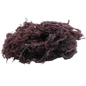 Sea Moss (raw) Purple 500g  Wildcrafted, Organic Sea Moss, Vegan Friendly ( also known as Irish moss )