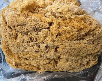 Wildcrafted Gold Sea Moss - 5kg  | Vegan | Superfood | UK Supplier