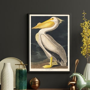 Pelican Vintage Art Print, Birds of America Decor, Antique Bird Illustration, Antique Bird Illustration, John Audubon Poster