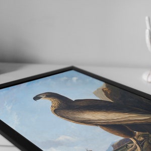 May include: A framed print of a brown and white eagle with a blue sky and clouds in the background.