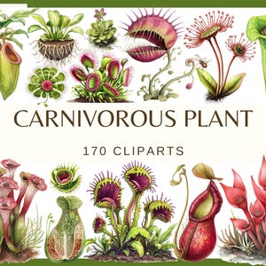 May include: A collection of watercolour illustrations of carnivorous plants, such as Venus flytraps and pitcher plants. The image displays a range of colours, including green, red, and purple. Text reads "CARNIVOROUS PLANT" and "170 CLIPARTS".