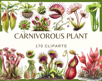 水彩画の食虫植物のクリップアート：ハエトリグサ、ウツボカズラ（即時