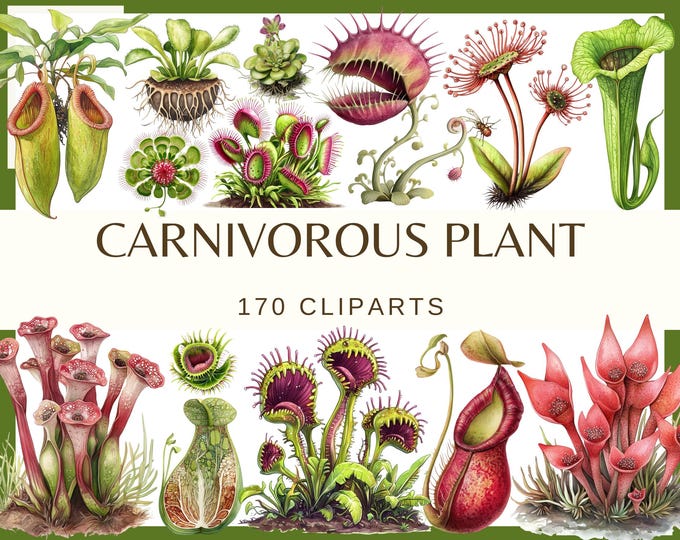 100+ Venus Flytrap Seeds | Carnivorous Plant + Maxsea Boost - Etsy