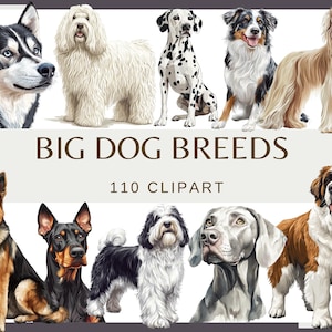 RACE DE GRAND CHIEN - 110 images clipart (300 dpi Limier akita Saint Bernard Husky Retriever Komondor Briard Terrier berger Pitbull Chow Chow)