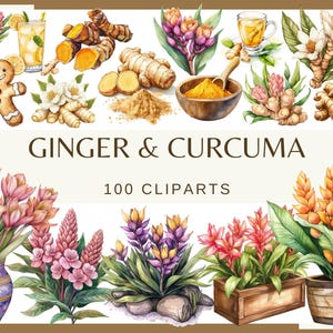 May include: A watercolor illustration set of 100 ginger and turmeric clipart images. The set includes ginger and turmeric roots, flowers, leaves, and spices. The illustrations are perfect for creating digital or printed designs.