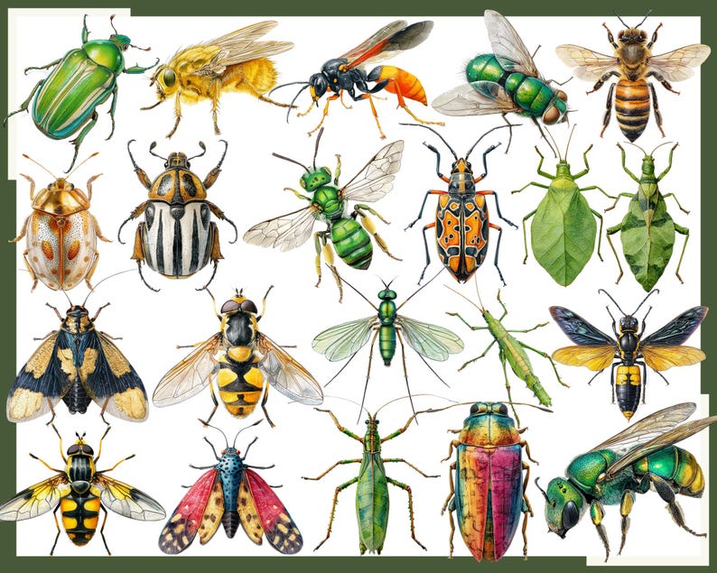 Depicted Insect Insect Clipart: 160 Watercolor Bug Graphics (PNG) - Etsy