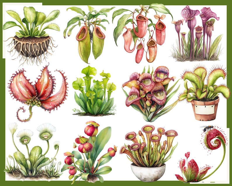 Carnivorous Plant Clipart: Venus Flytrap, Pitcher Plant (digital ...