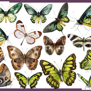 May include: A collection of 14 colorful butterfly illustrations with intricate wing patterns. The butterflies are in various poses, some with wings open and some with wings closed. The butterflies are a mix of green, brown, white, and black.