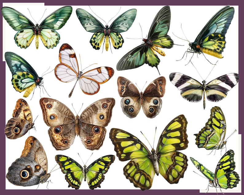 May include: A collection of 14 colorful butterfly illustrations with intricate wing patterns. The butterflies are in various poses, some with wings open and some with wings closed. The butterflies are a mix of green, brown, white, and black.