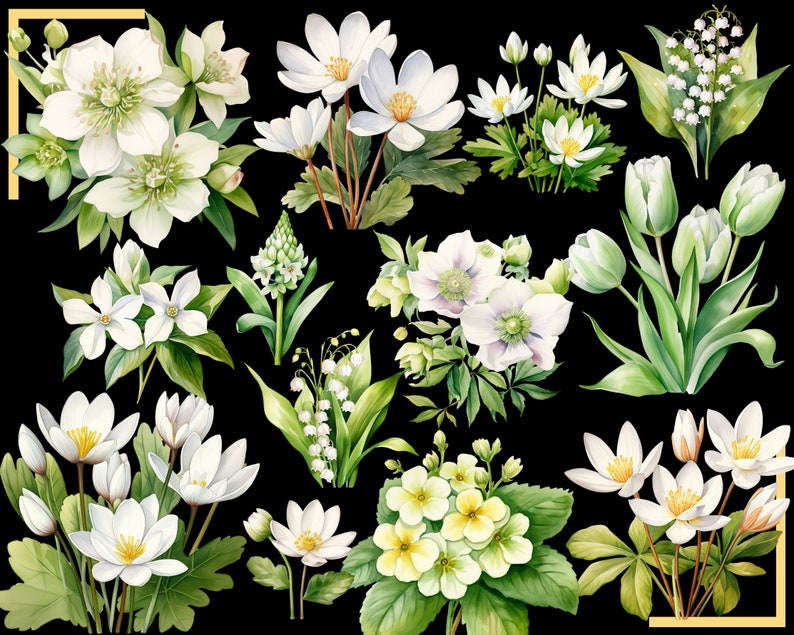 SPRING FLOWERS 100 clip arts 300 dpi, floral, nature, garden, pussy willow flower, crocus, tulip, daffodil, hyacinth magnolia bundle png image 6