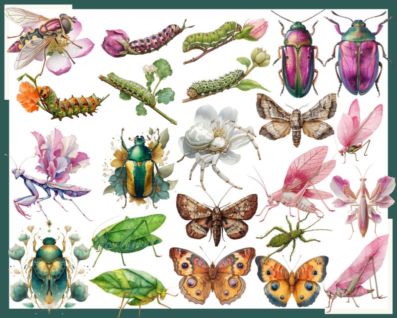 Color Represent Insect Floral Insects Clipart: Watercolor Butterfly, Beetle, Moth (130 PNG) - Etsy