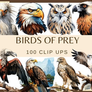 OISEAUX DE PROIE - 100 images clipart (300 dpi, aigle, faucon, hibou, condor, faucon, buse, balbuzard pêcheur, vautour, png, faune, oiseau)