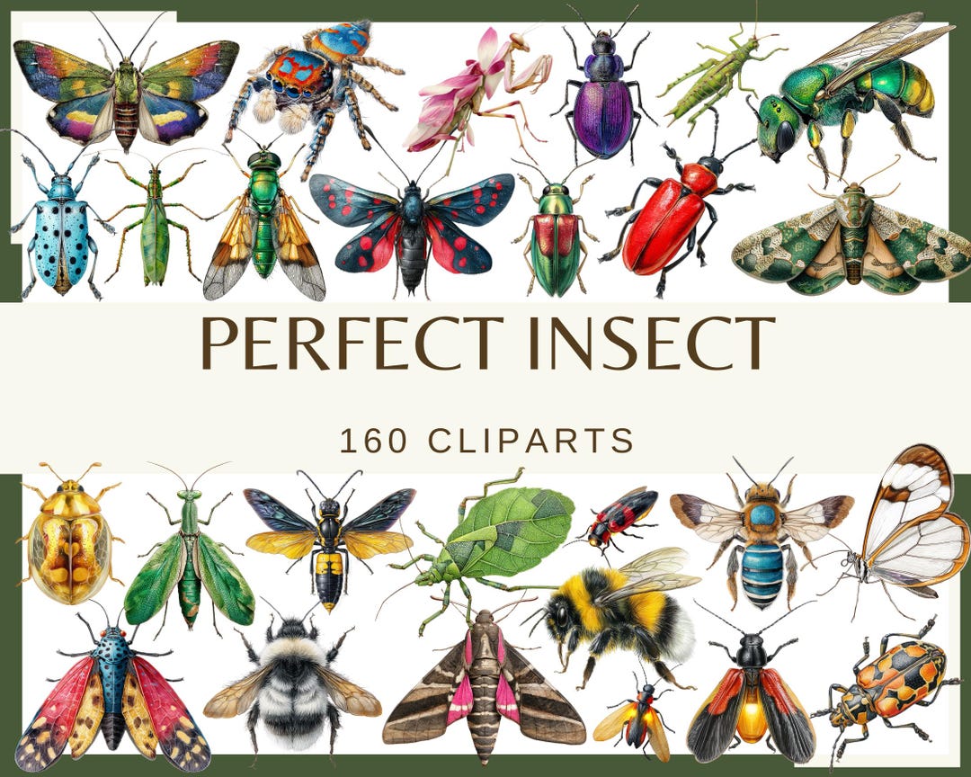 PERFECT INSECTS - 160 Clip Arts (300 Dpi, Praying Mantis, Grasshopper ...