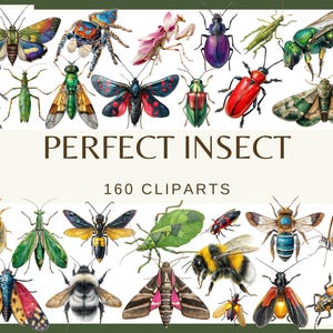PERFEKTE INSEKTEN - 160 Clip-Arts (300 dpi, Gottesanbeterin, Heuschrecke, Käfer, Motte, Schmetterling, Wespe, Libelle, Fliege, Spinne, Insekt, png)
