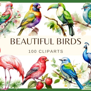 BELLISSIMI UCCELLI - 100 clip art (300 dpi, fenicottero, cigno, pavone, Quetzal, ara, fagiano, piccione, tucano, gazza, gufo, png, fauna, uccello)