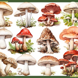 Może przedstawiać: Kolekcja 14 akwarelowych ilustracji r&oacute;żnych grzyb&oacute;w. Grzyby są przedstawione w r&oacute;żnych kolorach, kształtach i rozmiarach, niekt&oacute;re z plamkami lub wzorami. Ilustracje są umieszczone na białym tle.