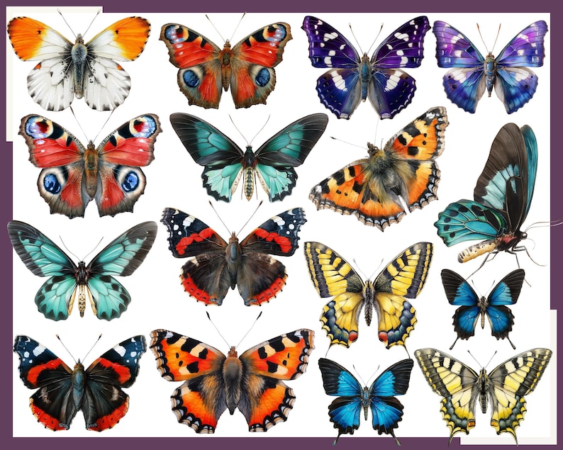 May include: A collection of 15 colorful butterfly illustrations with various wing patterns and colors, including blue, purple, red, orange, yellow, green, and black.