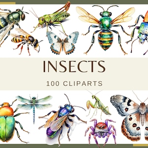 INSETTI - 100 clip art (300 dpi, Mantide religiosa, Cavalletta, Coleottero, Falena, Farfalla, Acquerello, Libellula, Mosca, Ragno, insetto, png)