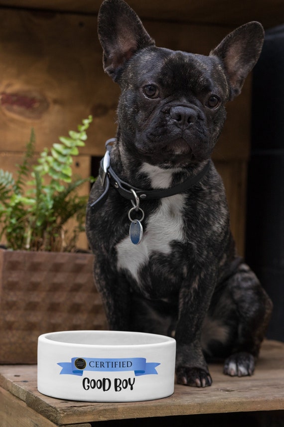 Cute boy dog bowls online