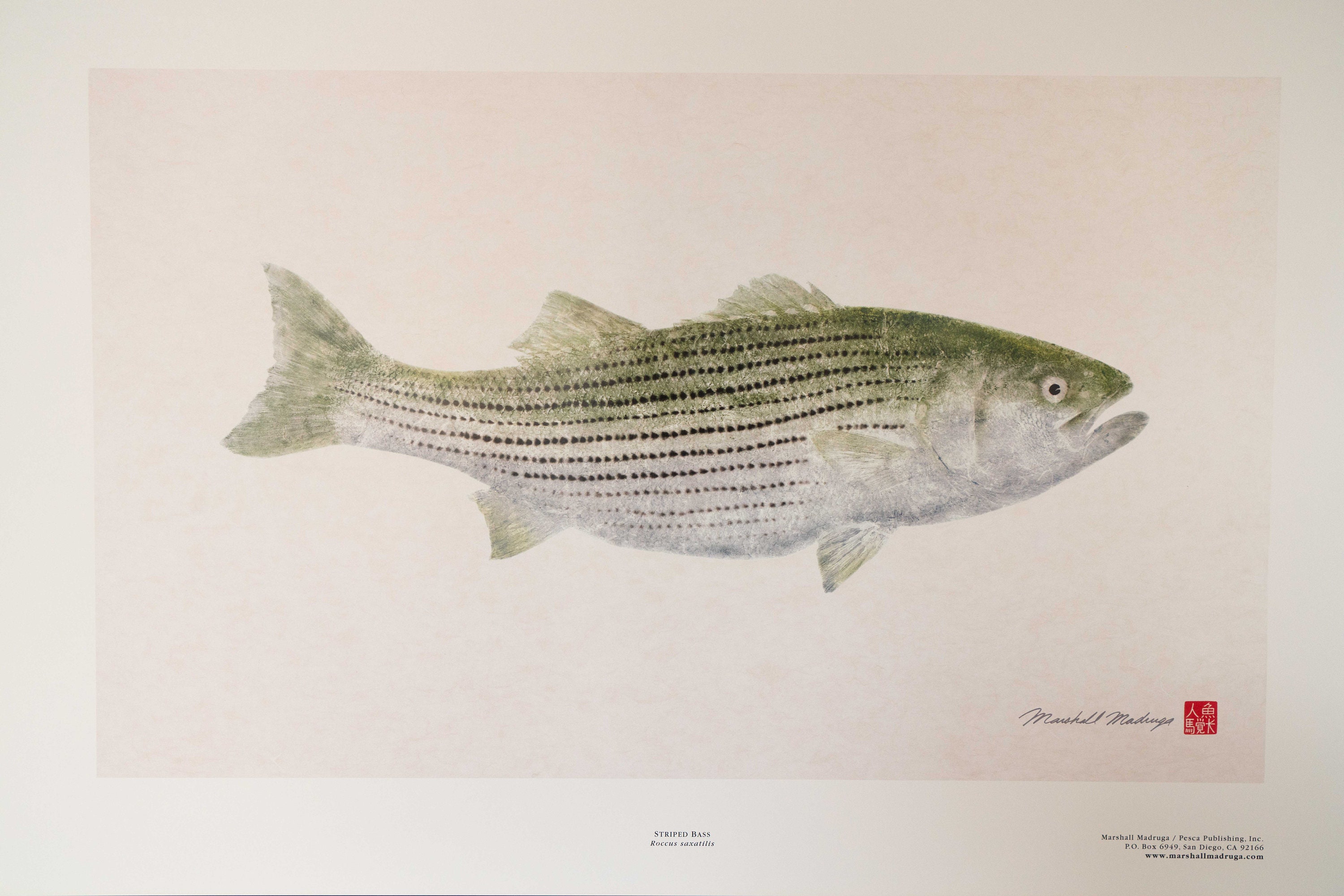 4日限定Large mouth Bass　壁掛け剥製 鲈鱼鱼标本| eBay